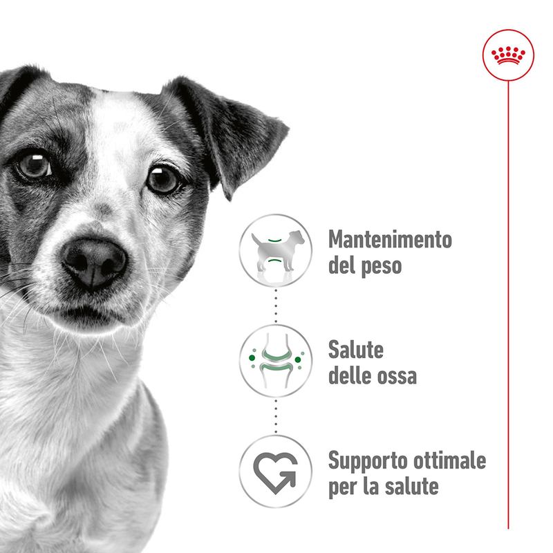 2x8kg Royal Canin Mini Adult - Crocchette per Cani 2x8kg Royal Canin Mini Adult - Crocchette per Cani